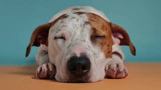Dog Music: Soft Peaceful Sounds to Relax Anxious Dogs screenshot 5