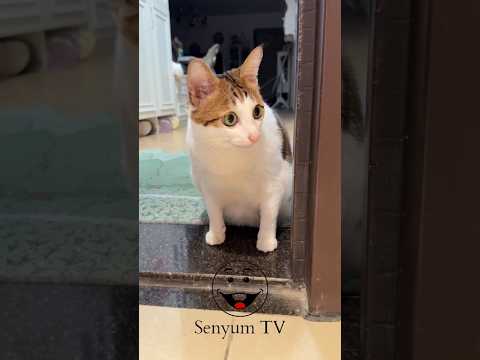 Cute cats make the heart happy l senyum TV #cute #cat #shorts