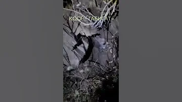 Индийский дикобраз рядом с городом Алматы