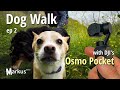 Dog Walk with DJI's Osmo Pocket - ep 2 #shorts