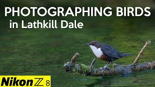 Photographing birds in Lathkill Dale with the Nikon Z8