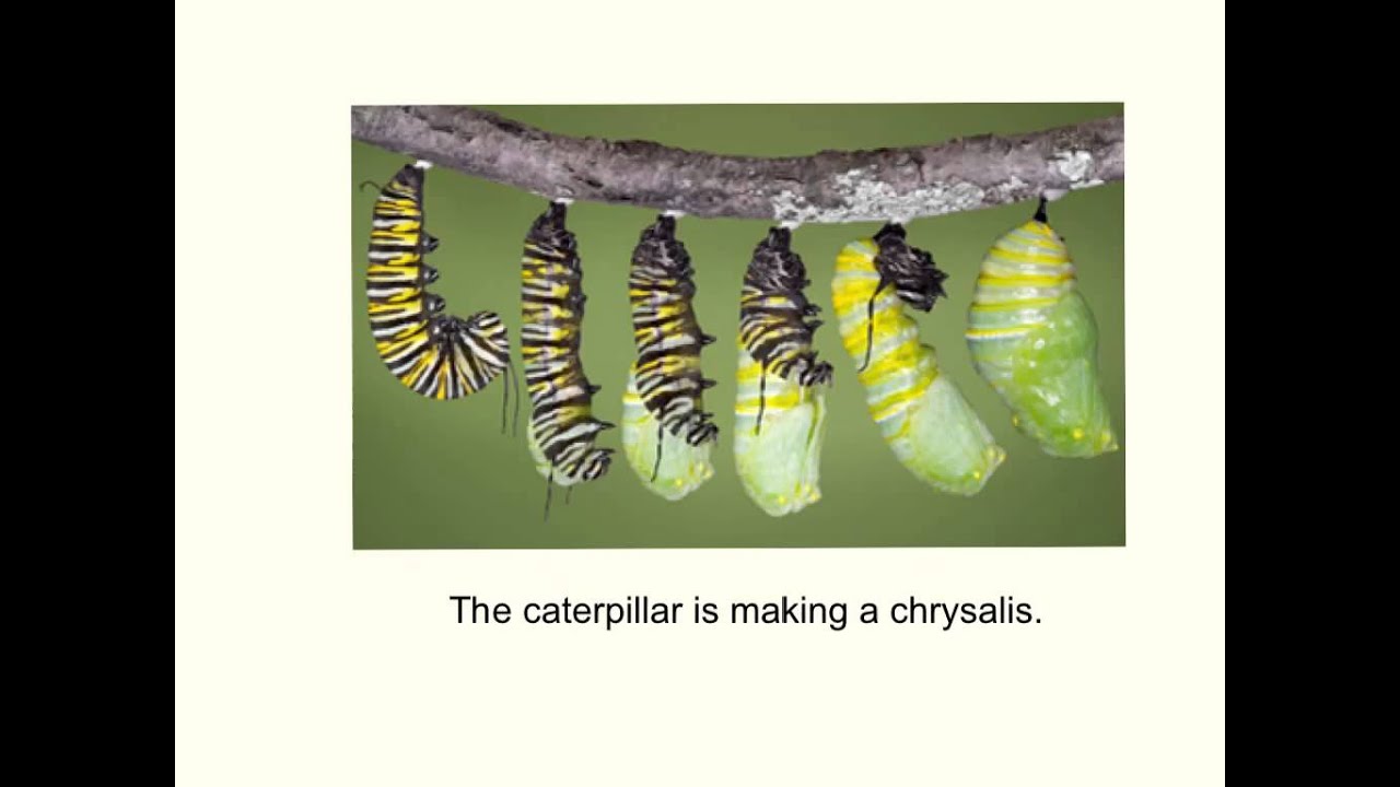 Explain Everything App Example Butterfly Life Cycle Life Cycles Homeschool Science Butterfly Life Cycle