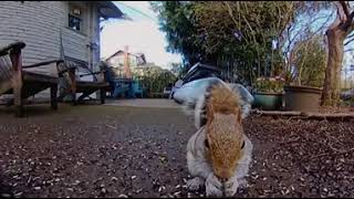 360 Squirrels w/ Cooper’s Hawk Cameo