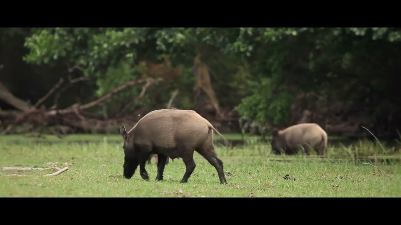 Karacabey Longozu Belgeseli 2022