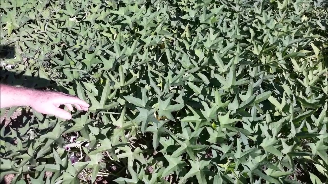 Growing Better Sweet Potatoes