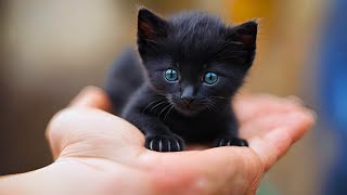 Kittens, Cats and Amazing Music | Cutest Cats, Adorable Kittens Best Moments #kitten #kittens #cat