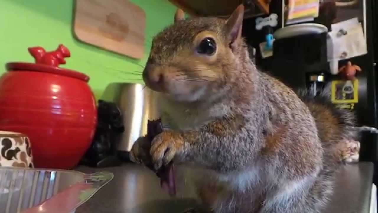 Sneezing Squirrel! YouTube