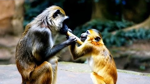 Baboon and Golden Monkey Fighting#ai#GPT#sora#kling#openai#story#animal