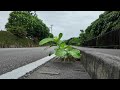 Plants Growing Through a Drain in Okinawa | Light Rain Atmosphere