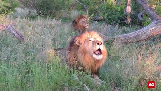 Mpondo Lions Roaring In The Early Morning In Kruger National Park