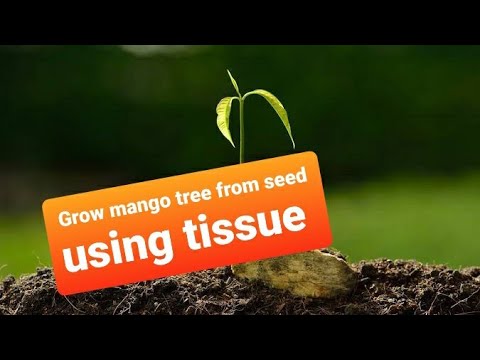 How to grow mango tree from seed?