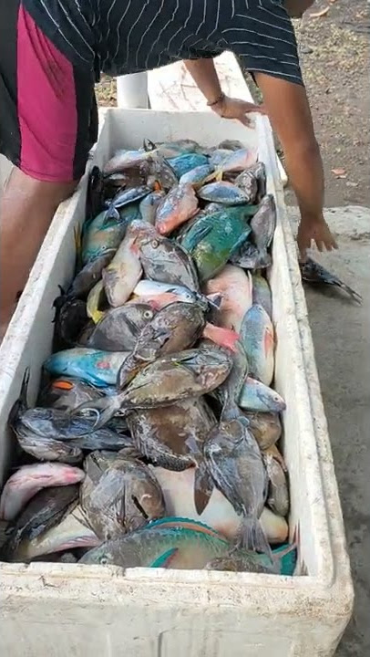 VIRAL IKAN❗❗Ikan Karang Segar #short #shortvideo #ikankarang