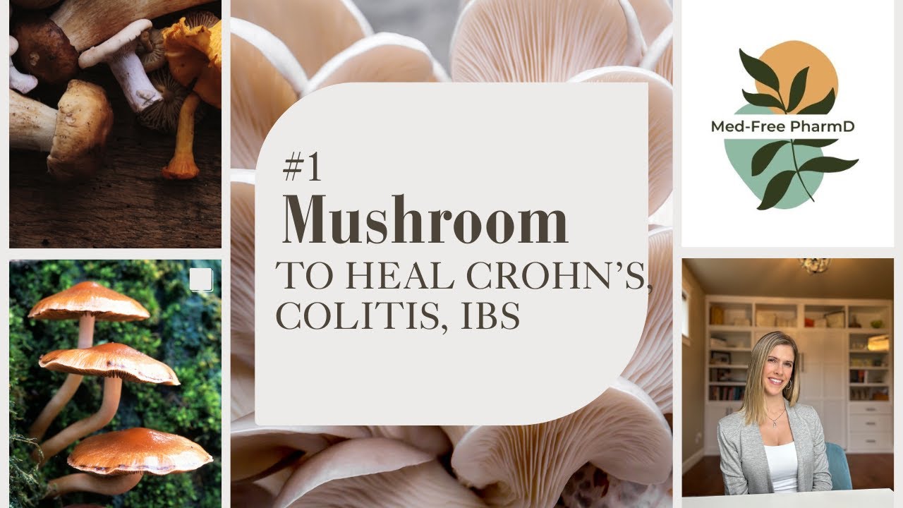 The #1 Mushroom for Gut Healing | Crohn’s, Ulcerative Colitis & IBS Relief
