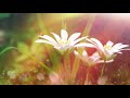 Peaceful music, Relaxing music, Instrumental music "Morning Light" by Tim Janis