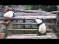 Frolic life of baby pandas in the kindergarten   in 