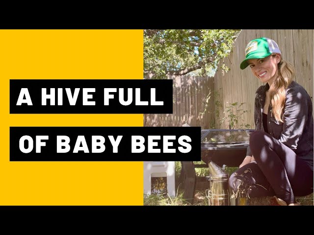 A Hive Full of Baby Bees class=