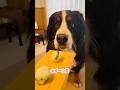 大好きなおにぎり屋さんの🍙を食べるバーニーズ🐾