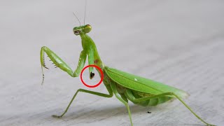 殘疾螳螂的後半生，太勵誌了！Disabled Mantis