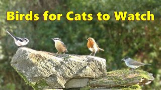 Birds For Cats To Watch Special ⭐ 8 Hours⭐
