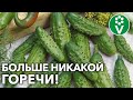 ВСЕ ОГУРЦЫ И КАБАЧКИ РАСТУТ СЛАДКИЕ, ЕСЛИ ДЕЛАТЬ ТАК! Устраняем горечь агротехническими методами!