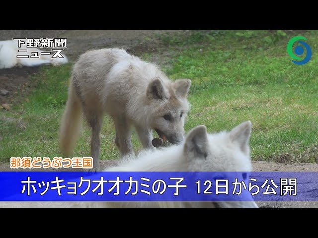 ホッキョクオオカミの子 12日から公開 那須どうぶつ王国 - YouTube