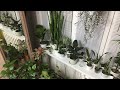 Indoor Plants Diary #5 | Обзор комнатных растений (30.04.2020)