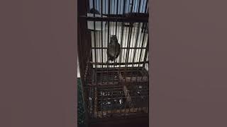 Burung Jongkangan gacor speed rapat ngeroll tak terkontrol