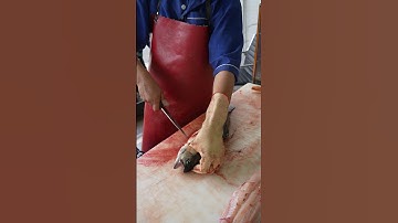 Simple Fish Filleting Technique for First-Timers