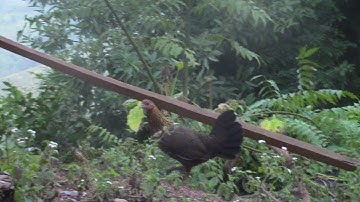 Tiếng gà rừng mái gọi trống/ suab poj qaib seev zoo/ เสียงไก่ป่าตัวเมีย 2020 part 6