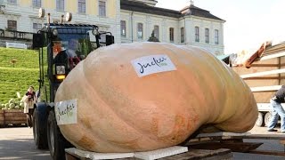 Гигантские овощи.Самые большие овощи в мире. Гигантские овощи.Самые большие овощи в мире.