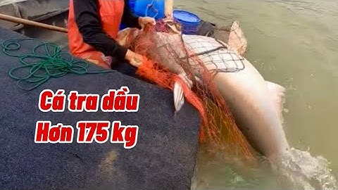 Cá tra dầu bên Campuchia hơn 175 kg￼ #linhdongque 
