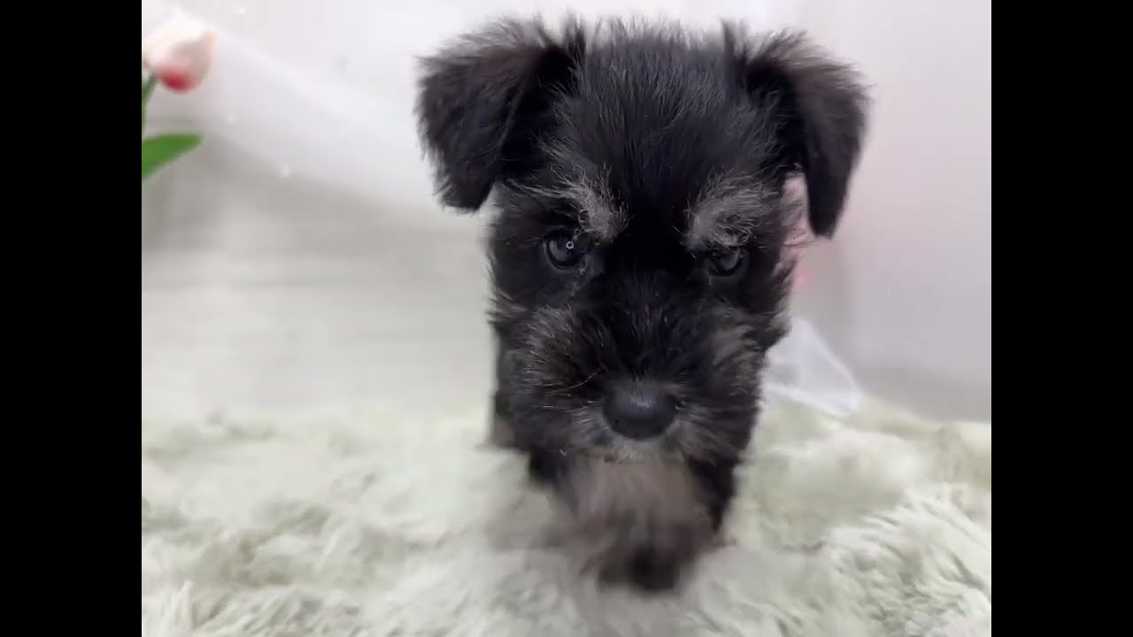 シュナウザー(211318) - YouTube