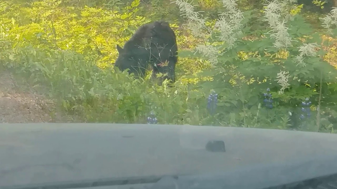 Gustavus alaska YouTube