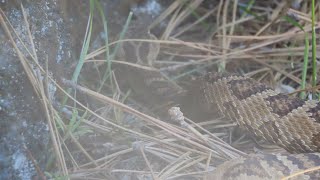 Western Rattlesnakes in The Foothills of Boise (3/3) 11May2024