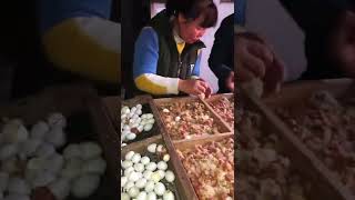Incubator For Your Chicken And Duck 2022   116