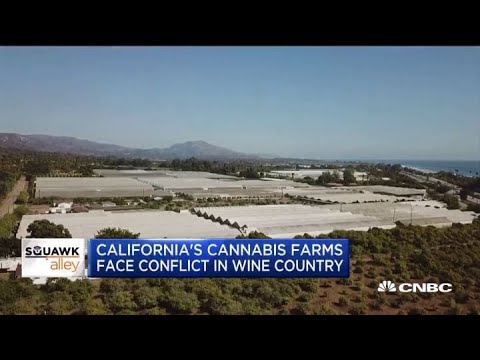 California cannabis farms are facing conflict in wine farm country thumbnail