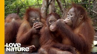 Will These Baby Orangutans Solve Food Puzzles? | Love Nature