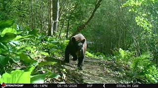 A curious bear cub wanders past our trail camera on a scorching 91° spring day.