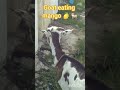 Goat eating mango 🍋🐐