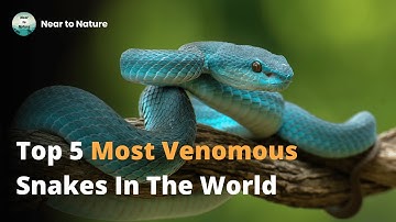 Top 5 Most Venomous Snakes In The World