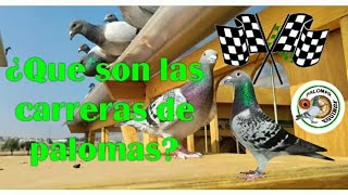 carreras de palomas, #colombofilia #palomasmensajeras #pigeons #palomar #palomos #carreras