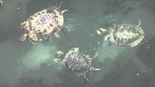 Tickle Turtle