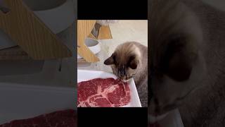 【うまい】ステーキ肉と猫 #Cat #ねこチャック #ねこ