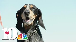 Bluetick Coonhound now Tennessee's state dog