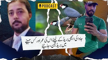 Java Sparrow Seed mix, Fawn Java , Java Sparrow , Java Finch , Lovebird , White Java , Silver Java