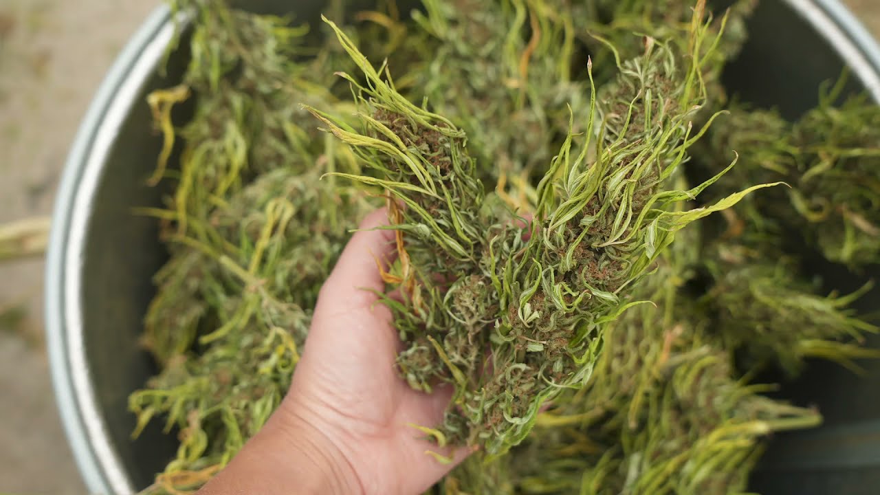 HARVEST 2021 TRIMMING HD Captions