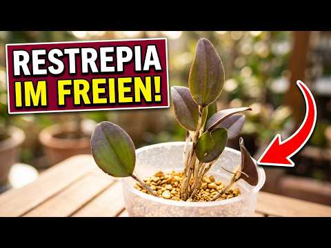 Restrepia elegans im Freiland: Das passiert nach wenigen Wochen