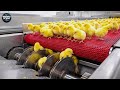 Inside The Massive Egg Hatching Factory And Other Industrial Processes 