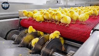 Inside the Massive Egg Hatching Factory: And other Industrial Processes