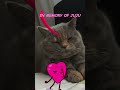 IN MEMORY OF JUJU #petshop #cat #سگ  #گربه #cute